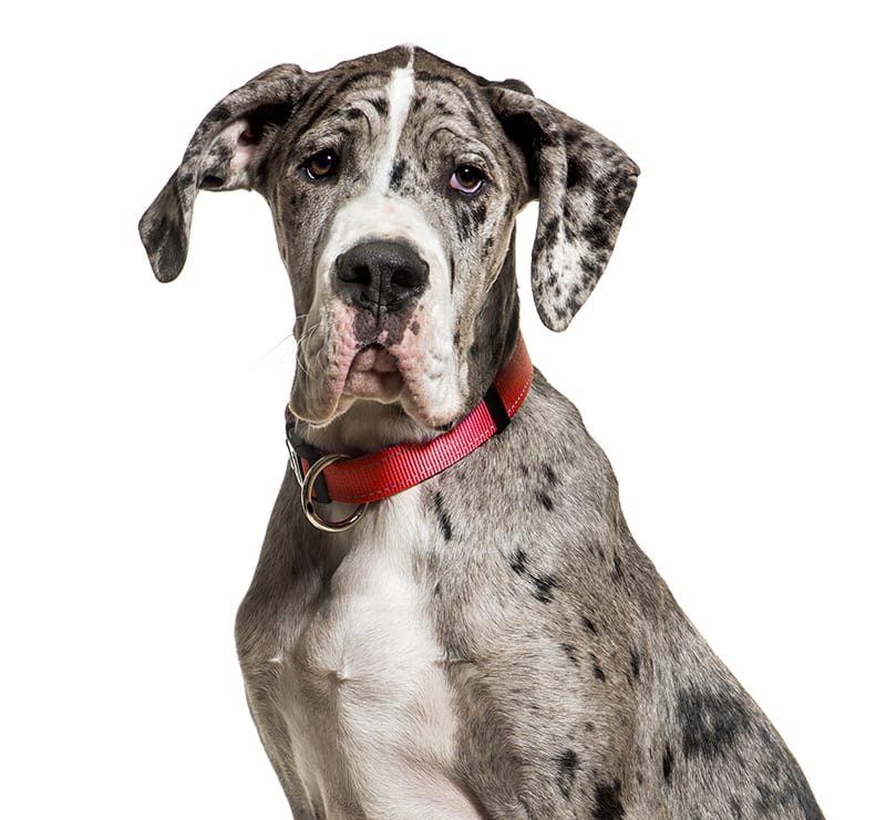 Giant Dogs, Oakwood Animal Hospital